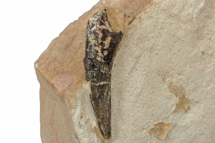 Fossil Plesiosaur (Libonectes) Tooth - Asfla, Morocco #252342